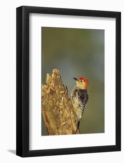 Red-Bellied Woodpecker Male Displaying on Dead Tree, Marion County, Illinois-Richard and Susan Day-Framed Photographic Print