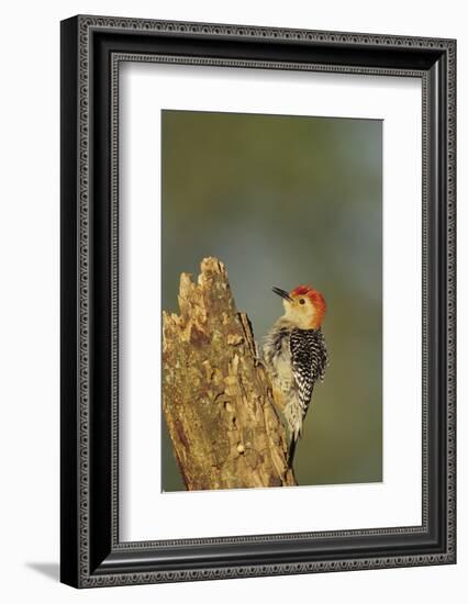 Red-Bellied Woodpecker Male Displaying on Dead Tree, Marion County, Illinois-Richard and Susan Day-Framed Photographic Print