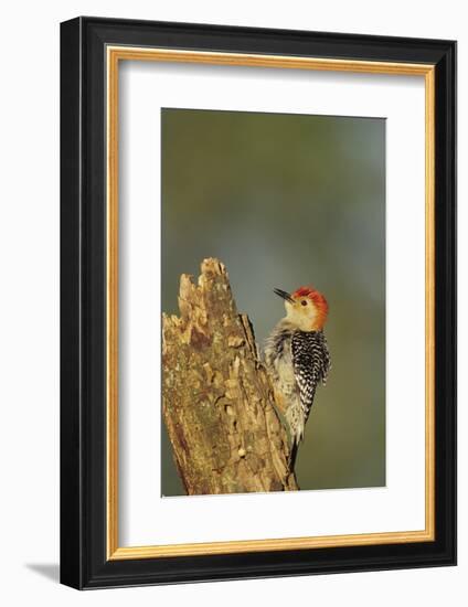 Red-Bellied Woodpecker Male Displaying on Dead Tree, Marion County, Illinois-Richard and Susan Day-Framed Photographic Print
