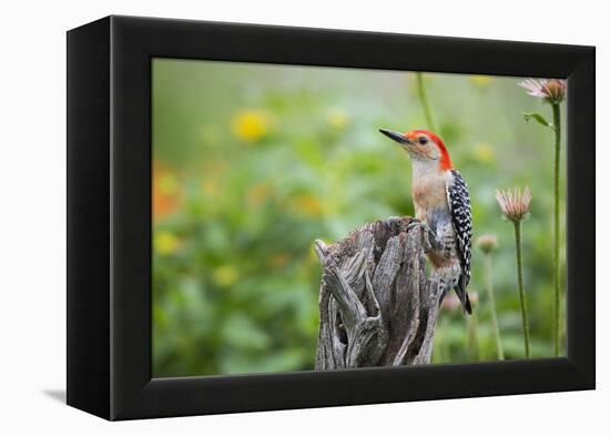 Red-Bellied Woodpecker Male in Flower Garden, Marion County, Il-Richard and Susan Day-Framed Premier Image Canvas