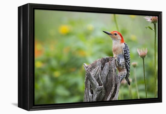 Red-Bellied Woodpecker Male in Flower Garden, Marion County, Il-Richard and Susan Day-Framed Premier Image Canvas