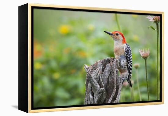 Red-Bellied Woodpecker Male in Flower Garden, Marion County, Il-Richard and Susan Day-Framed Premier Image Canvas