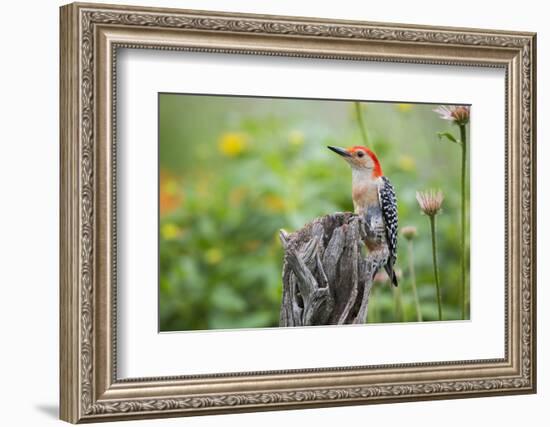 Red-Bellied Woodpecker Male in Flower Garden, Marion County, Il-Richard and Susan Day-Framed Photographic Print