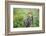 Red-Bellied Woodpecker Male in Flower Garden, Marion County, Il-Richard and Susan Day-Framed Photographic Print