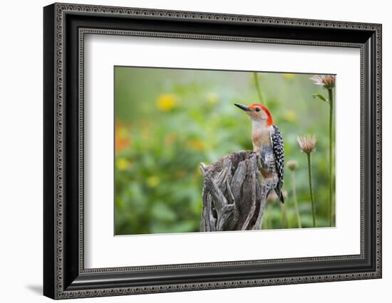 Red-Bellied Woodpecker Male in Flower Garden, Marion County, Il-Richard and Susan Day-Framed Photographic Print