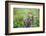 Red-Bellied Woodpecker Male in Flower Garden, Marion County, Il-Richard and Susan Day-Framed Photographic Print