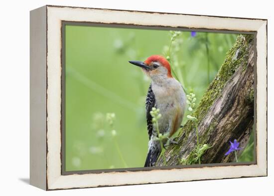 Red-Bellied Woodpecker Male in Flower Garden, Marion County, Illinois-Richard and Susan Day-Framed Premier Image Canvas