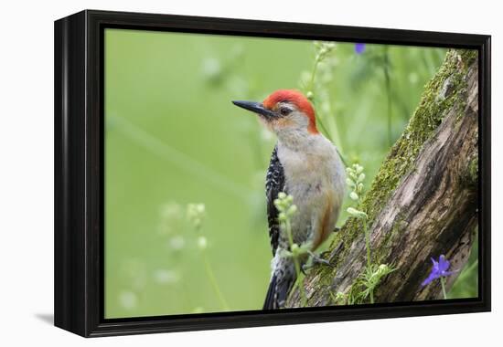 Red-Bellied Woodpecker Male in Flower Garden, Marion County, Illinois-Richard and Susan Day-Framed Premier Image Canvas