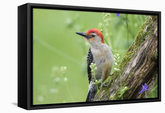Red-Bellied Woodpecker Male in Flower Garden, Marion County, Illinois-Richard and Susan Day-Framed Premier Image Canvas