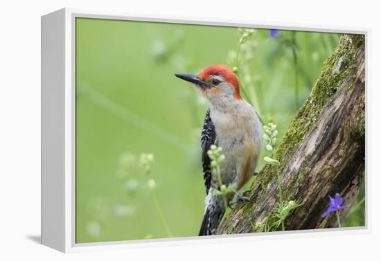 Red-Bellied Woodpecker Male in Flower Garden, Marion County, Illinois-Richard and Susan Day-Framed Premier Image Canvas