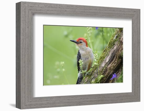 Red-Bellied Woodpecker Male in Flower Garden, Marion County, Illinois-Richard and Susan Day-Framed Photographic Print