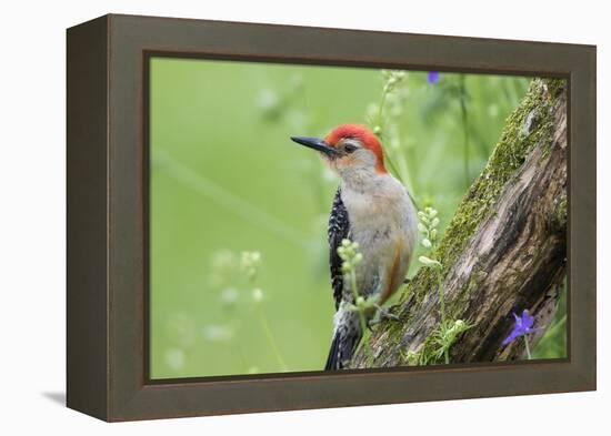 Red-bellied Woodpecker (Melanerpes carolinus) male in flower garden, Marion County, Illinois-Richard & Susan Day-Framed Premier Image Canvas