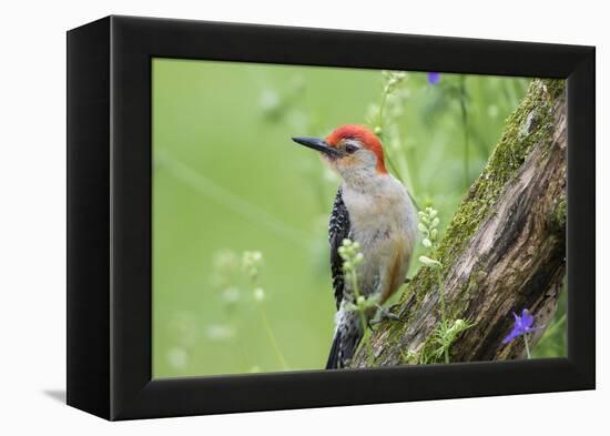 Red-bellied Woodpecker (Melanerpes carolinus) male in flower garden, Marion County, Illinois-Richard & Susan Day-Framed Premier Image Canvas