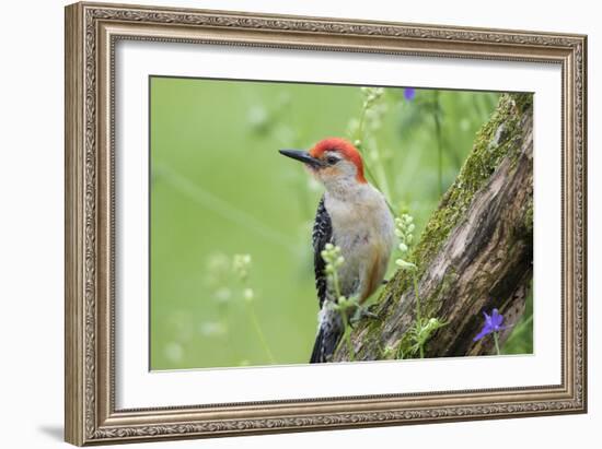 Red-bellied Woodpecker (Melanerpes carolinus) male in flower garden, Marion County, Illinois-Richard & Susan Day-Framed Photographic Print