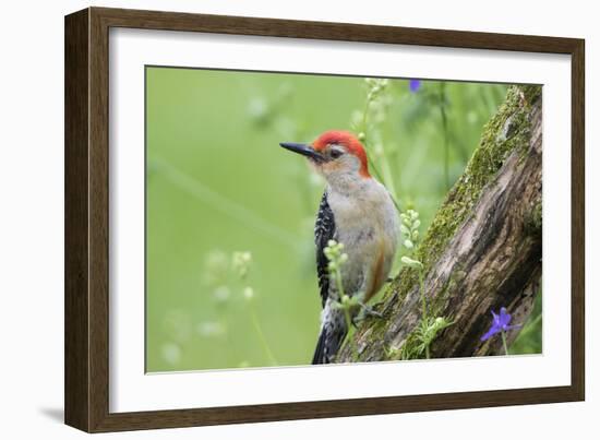 Red-bellied Woodpecker (Melanerpes carolinus) male in flower garden, Marion County, Illinois-Richard & Susan Day-Framed Photographic Print