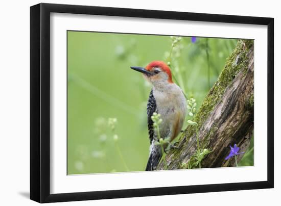 Red-bellied Woodpecker (Melanerpes carolinus) male in flower garden, Marion County, Illinois-Richard & Susan Day-Framed Photographic Print