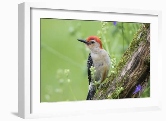 Red-bellied Woodpecker (Melanerpes carolinus) male in flower garden, Marion County, Illinois-Richard & Susan Day-Framed Photographic Print