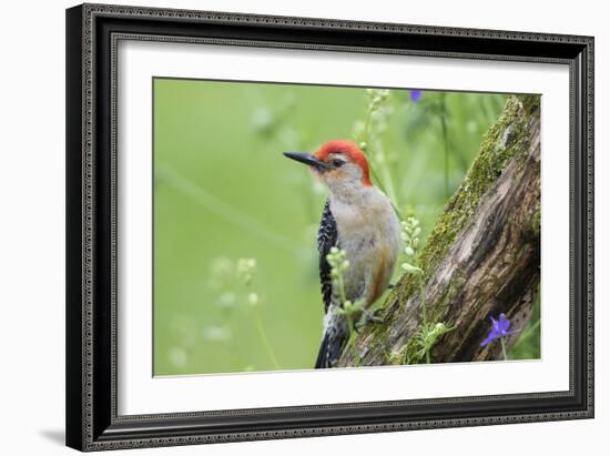 Red-bellied Woodpecker (Melanerpes carolinus) male in flower garden, Marion County, Illinois-Richard & Susan Day-Framed Photographic Print