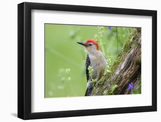 Red-bellied Woodpecker (Melanerpes carolinus) male in flower garden, Marion County, Illinois-Richard & Susan Day-Framed Photographic Print