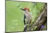 Red-bellied Woodpecker (Melanerpes carolinus) male in flower garden, Marion County, Illinois-Richard & Susan Day-Mounted Photographic Print