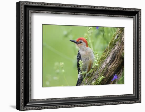 Red-bellied Woodpecker (Melanerpes carolinus) male in flower garden, Marion County, Illinois-Richard & Susan Day-Framed Photographic Print