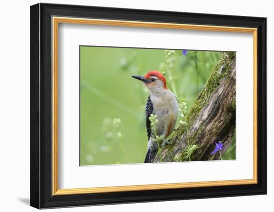 Red-bellied Woodpecker (Melanerpes carolinus) male in flower garden, Marion County, Illinois-Richard & Susan Day-Framed Photographic Print