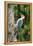 Red-Bellied Woodpecker-Gary Carter-Framed Premier Image Canvas