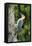 Red-Bellied Woodpecker-Gary Carter-Framed Premier Image Canvas