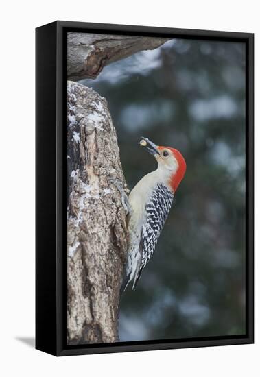 Red-Bellied Woodpecker-Gary Carter-Framed Premier Image Canvas