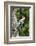 Red-Bellied Woodpecker-Gary Carter-Framed Photographic Print