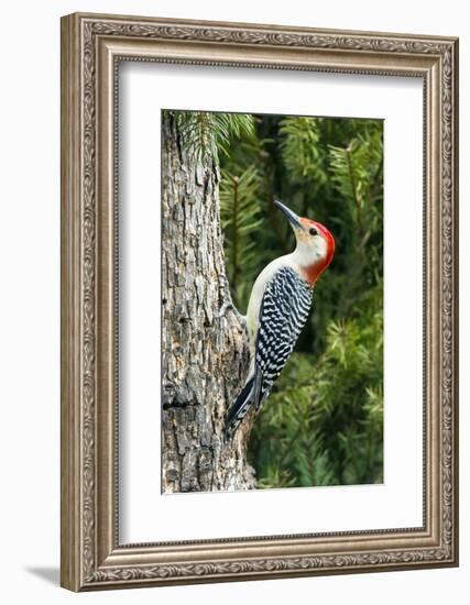 Red-Bellied Woodpecker-Gary Carter-Framed Photographic Print