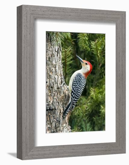 Red-Bellied Woodpecker-Gary Carter-Framed Photographic Print