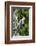 Red-Bellied Woodpecker-Gary Carter-Framed Photographic Print