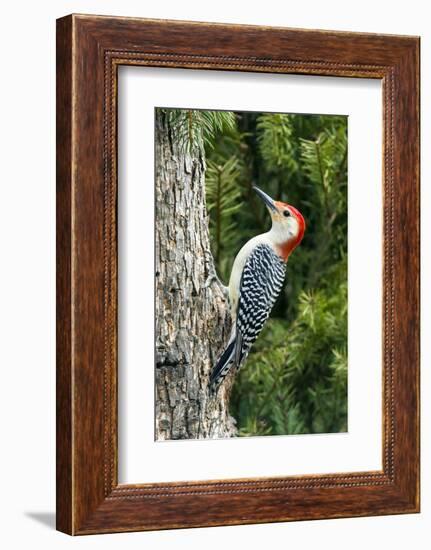 Red-Bellied Woodpecker-Gary Carter-Framed Photographic Print