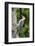 Red-Bellied Woodpecker-Gary Carter-Framed Photographic Print