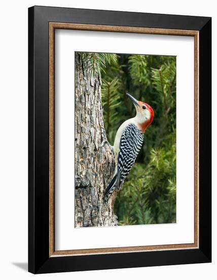 Red-Bellied Woodpecker-Gary Carter-Framed Photographic Print