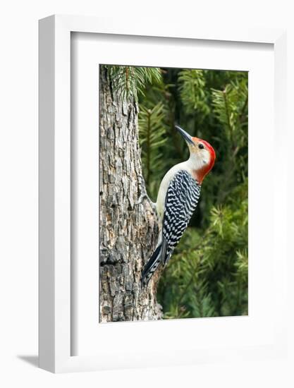 Red-Bellied Woodpecker-Gary Carter-Framed Photographic Print