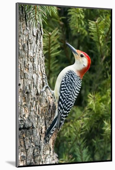 Red-Bellied Woodpecker-Gary Carter-Mounted Photographic Print