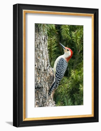 Red-Bellied Woodpecker-Gary Carter-Framed Photographic Print