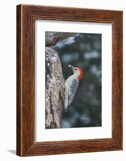 Red-Bellied Woodpecker-Gary Carter-Framed Photographic Print