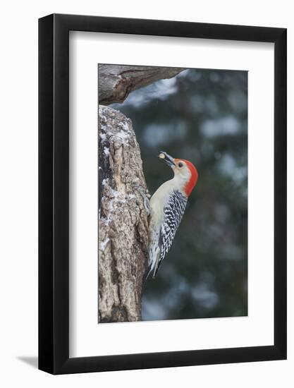 Red-Bellied Woodpecker-Gary Carter-Framed Photographic Print