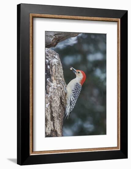 Red-Bellied Woodpecker-Gary Carter-Framed Photographic Print