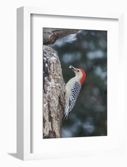 Red-Bellied Woodpecker-Gary Carter-Framed Photographic Print