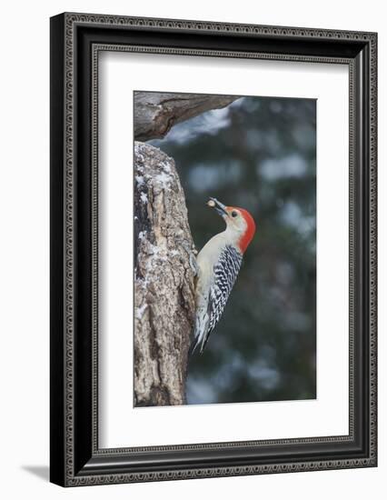 Red-Bellied Woodpecker-Gary Carter-Framed Photographic Print