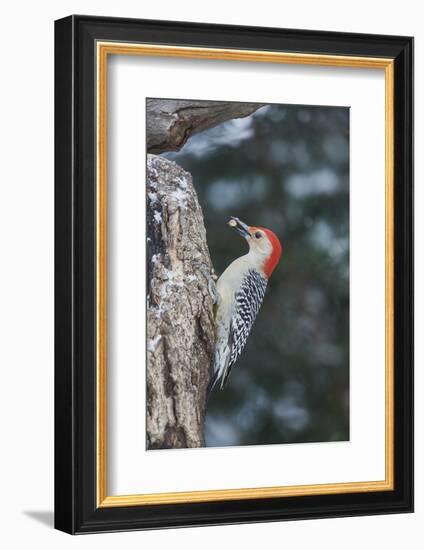 Red-Bellied Woodpecker-Gary Carter-Framed Photographic Print