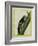 Red-Bellied Woodpecker-Georges-Louis Buffon-Framed Giclee Print