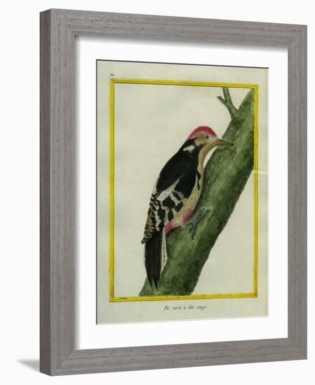 Red-Bellied Woodpecker-Georges-Louis Buffon-Framed Giclee Print