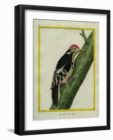 Red-Bellied Woodpecker-Georges-Louis Buffon-Framed Giclee Print