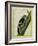 Red-Bellied Woodpecker-Georges-Louis Buffon-Framed Giclee Print