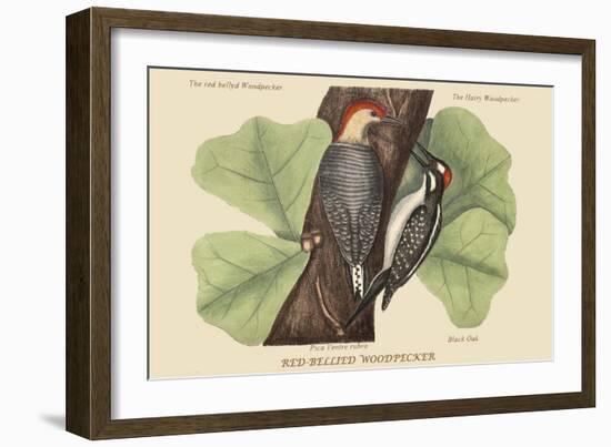 Red Bellied Woodpecker-Mark Catesby-Framed Art Print